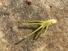 Cordylanthus ramosus