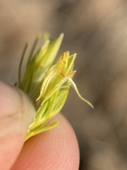 Cordylanthus ramosus