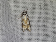 Cosmaresta anarrecta