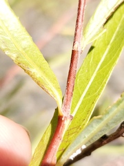 Salix melanopsis