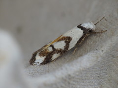 Cosmaresta anarrecta