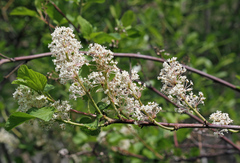 Ceanothus sanguineus