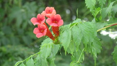 Campsis radicans