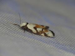 Cosmaresta anarrecta