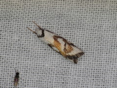 Cosmaresta anarrecta