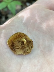 Pholiota polychroa