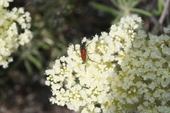 Anastrangalia laetifica