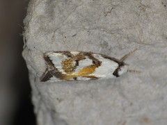 Cosmaresta anarrecta