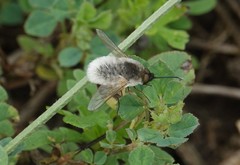 Systoechus candidulus