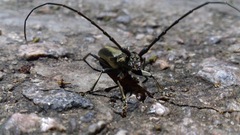 Nadezhdiella cantori