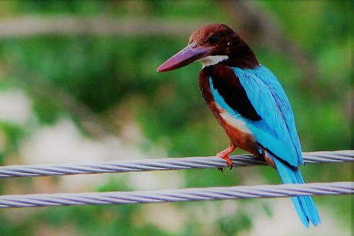White-throated Kingfisher