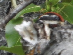 Sphyrapicus nuchalis
