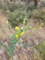 Linaria dalmatica dalmatica