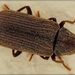 House Borer - Photo (c) Grahame, some rights reserved (CC BY-NC-ND), uploaded by Grahame