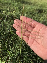Bothriochloa bladhii