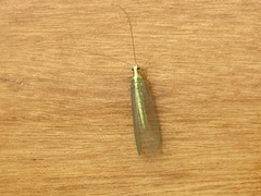 Chrysopa nigricornis