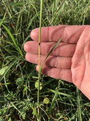 Bothriochloa bladhii