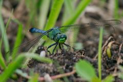 Erythemis simplicicollis