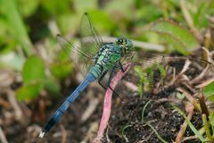 Erythemis simplicicollis