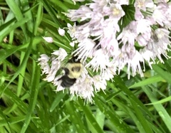 Bombus impatiens