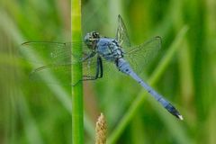 Erythemis simplicicollis
