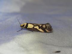 Oecophorinae