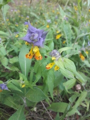 Melampyrum nemorosum