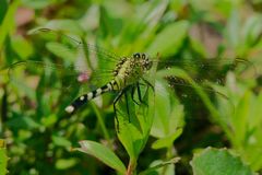 Erythemis simplicicollis