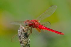 Crocothemis servilia