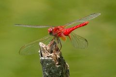 Crocothemis servilia