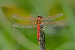 Crocothemis servilia