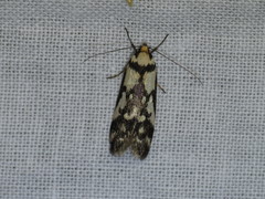 Oecophorinae