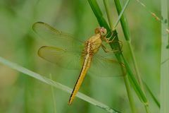 Crocothemis servilia