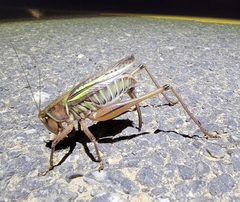 Gampsocleis sedakovii