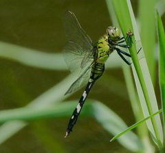 Erythemis simplicicollis