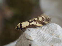 Oecophorinae