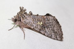 Syngrapha viridisigma