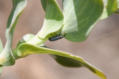 Mecinus janthiniformis