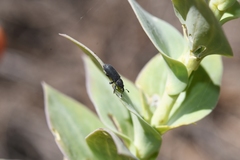 Mecinus janthiniformis
