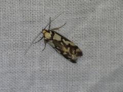 Oecophorinae