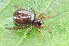 Asagena americana