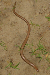 Anguis fragilis