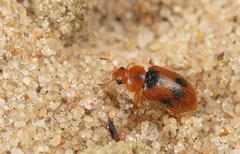 Coccidula scutellata