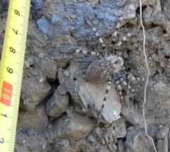 Eusparassus levantinus