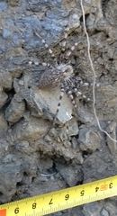 Eusparassus levantinus