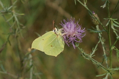 Gonepteryx rhamni