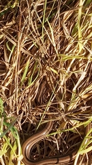 Ophiodes vertebralis