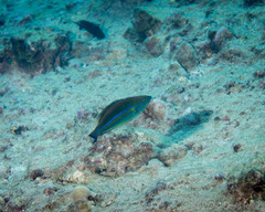 Pseudojuloides cerasinus