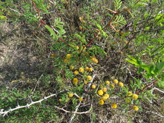 Vachellia schaffneri bravoensis