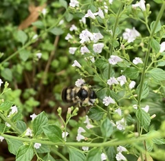 Bombus bimaculatus